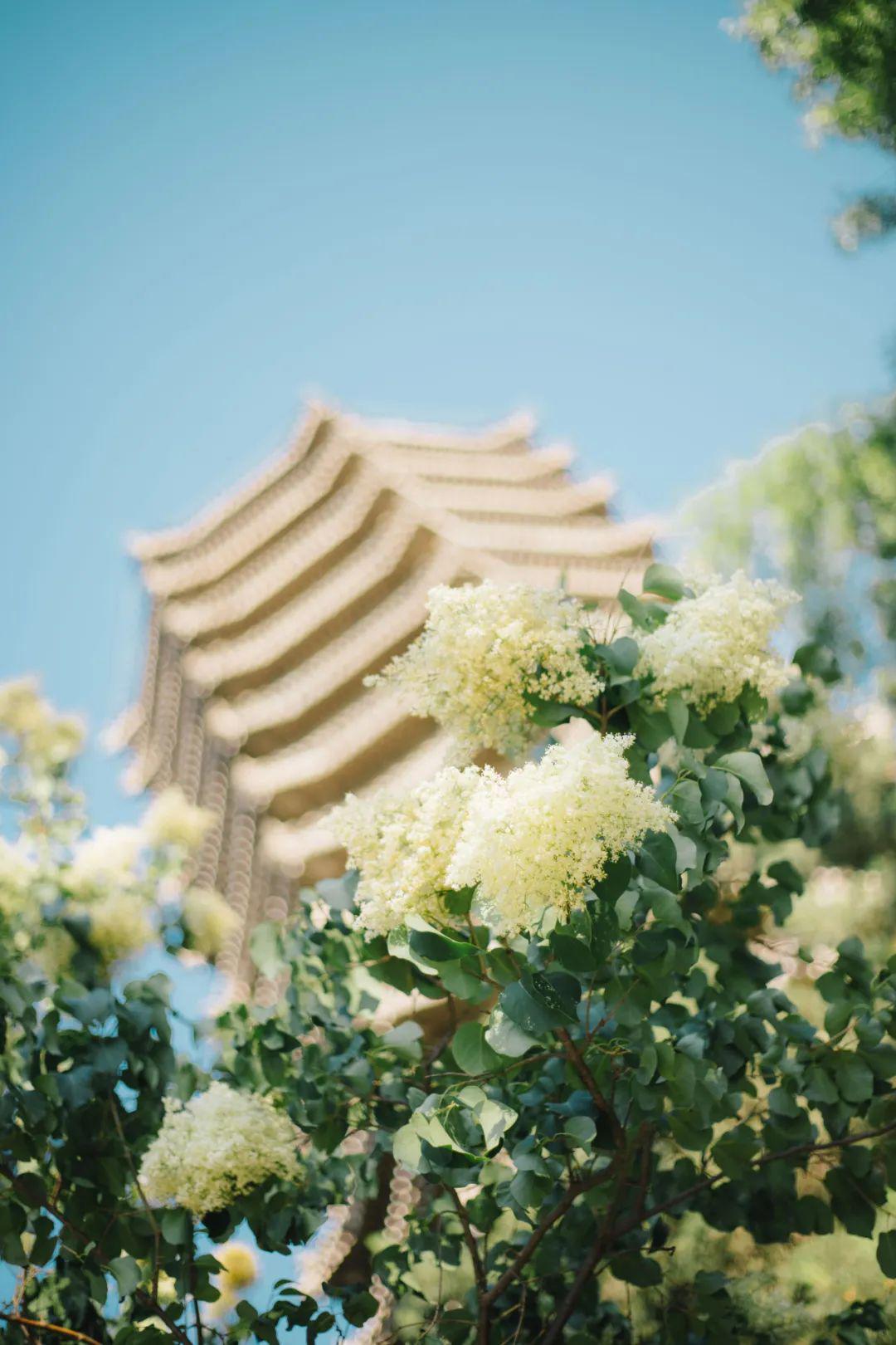 云游北大从西门出发循香赏燕园