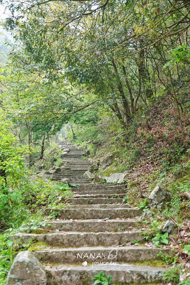 又到杜鹃花开时,趁着五一,来个大别山主峰的登山之旅吧