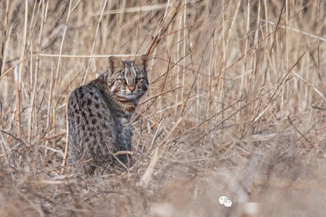 北京野生豹猫图片