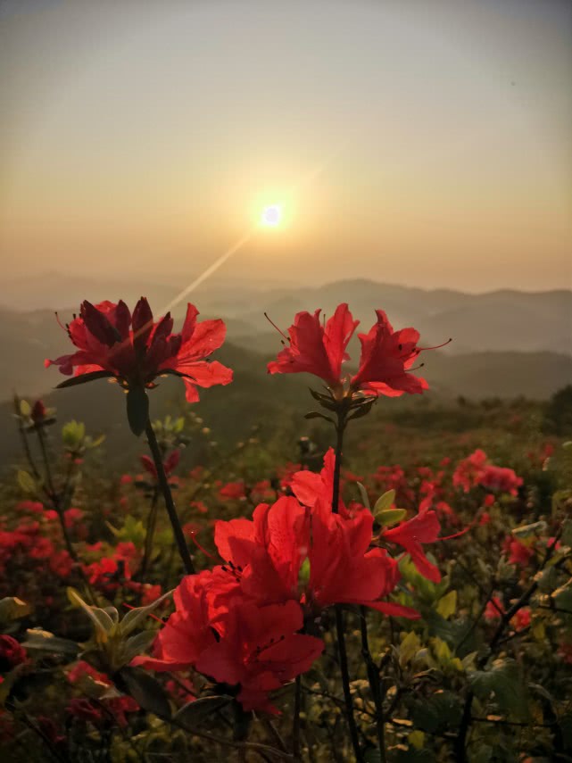 花垣梳子山映山红图片图片