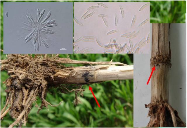 小苗赤霉病全解