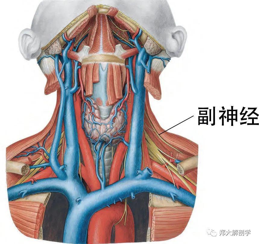 脊髓根神經纖維在硬脊膜內融合形成副脊神經後,由顱底出頸靜脈孔,支配