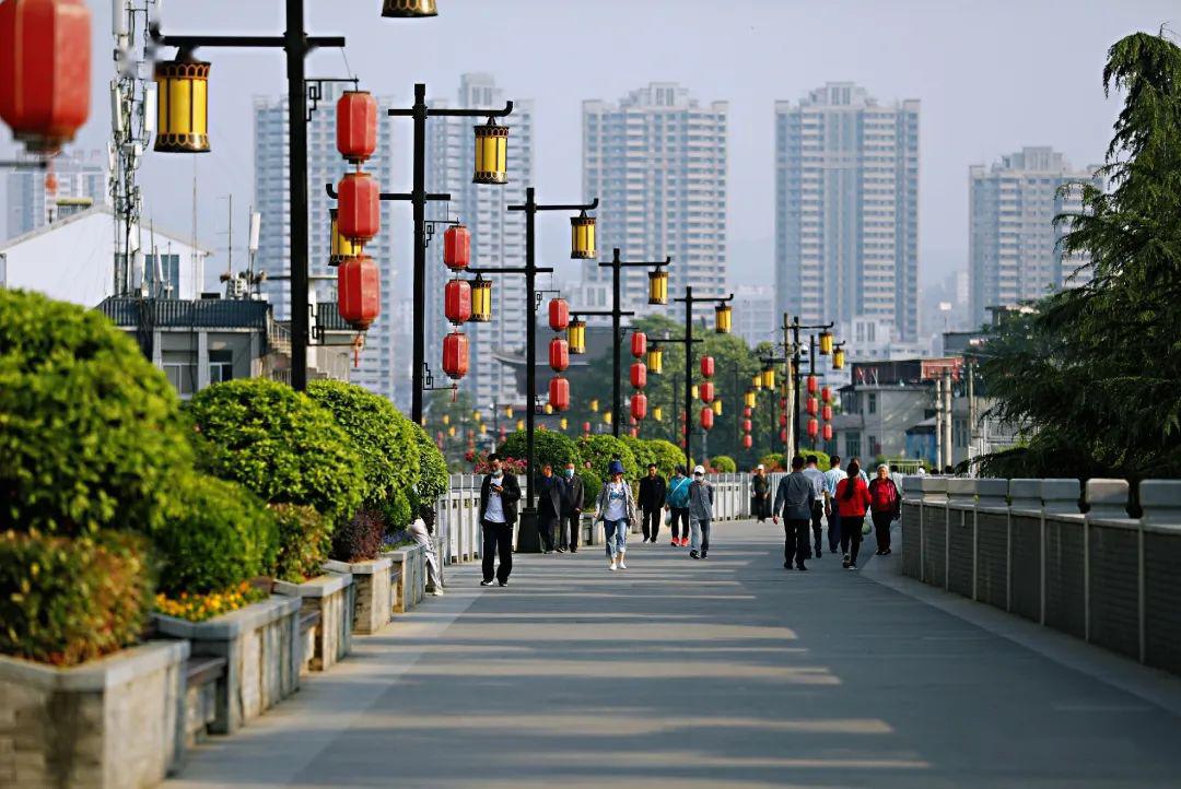 蔷薇花开美了安康这条路