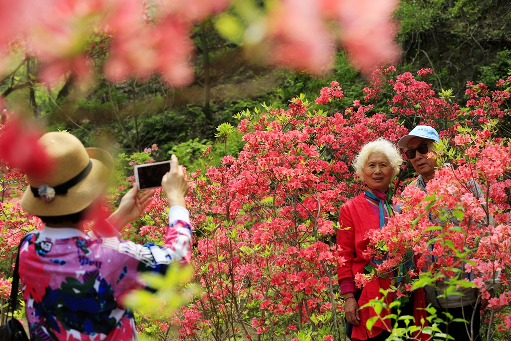 原创:汝阳西泰山 杜鹃红似火