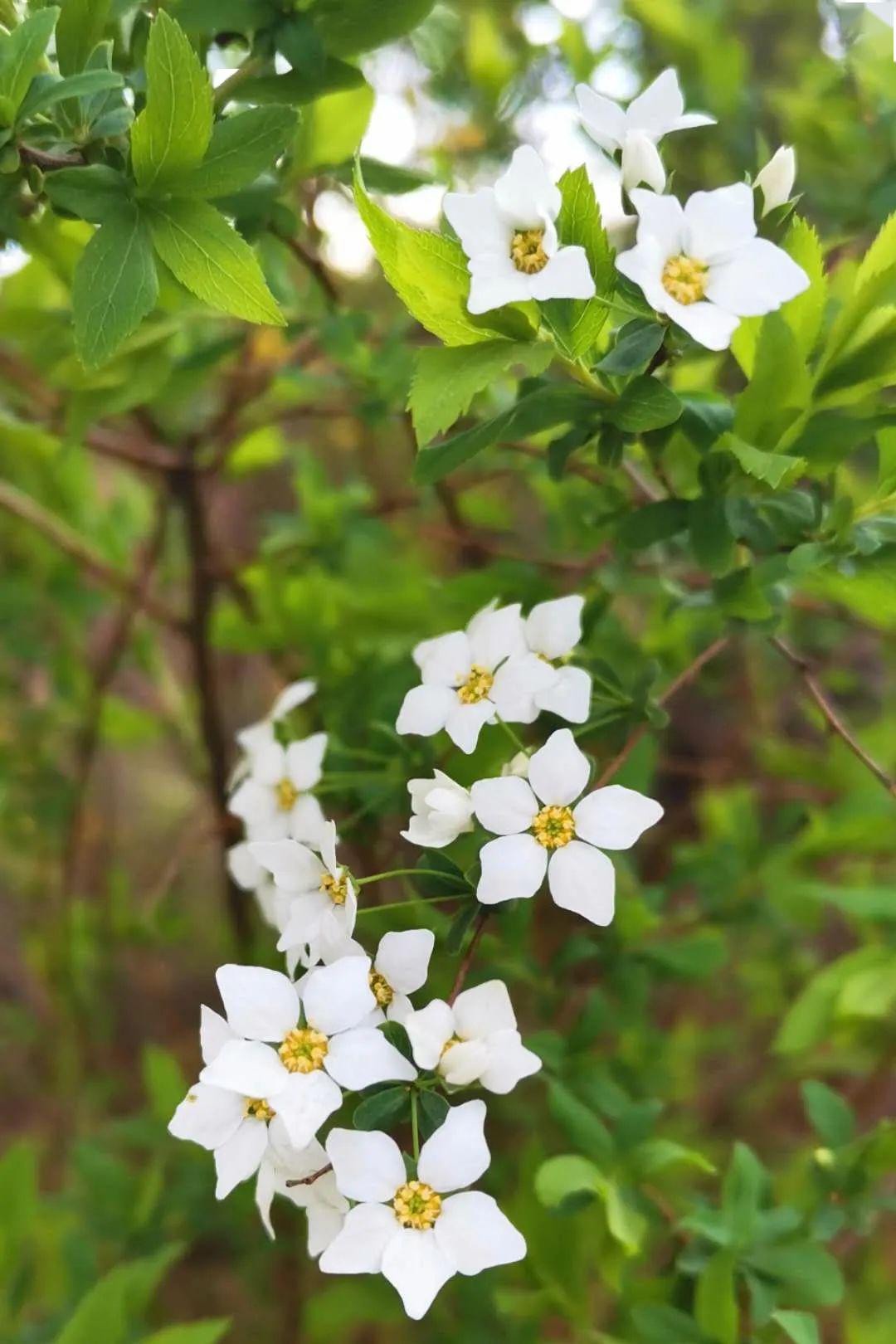 《清香淡雅丁香花》 小区拍