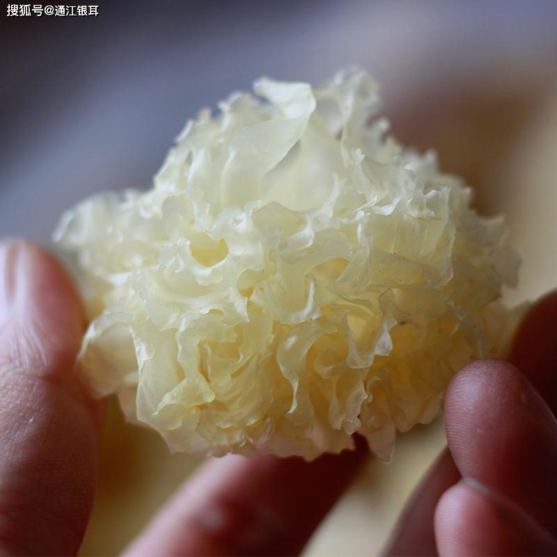 银耳的颜色是白色好好是黄色好