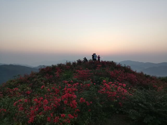 花垣梳子山映山红图片图片