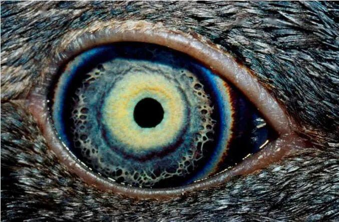 猫头鹰失明宇宙之瞳图片