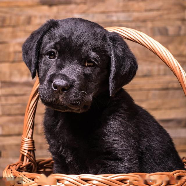 想养一只拉布拉多犬,黄色好还是黑色好?有很大的不同_拉拉