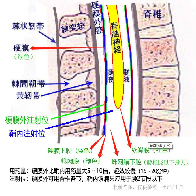 硬膜外解剖层次图谱图片