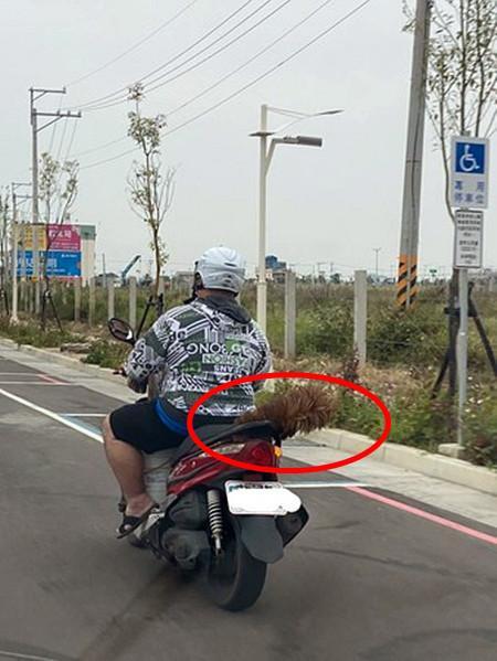 把狗狗放在摩托车后座本想教育狗主靠近一看好尴尬呀