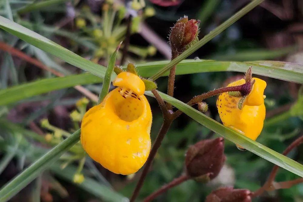南纬50度巴塔哥尼亚的野趣(上)_草本植物