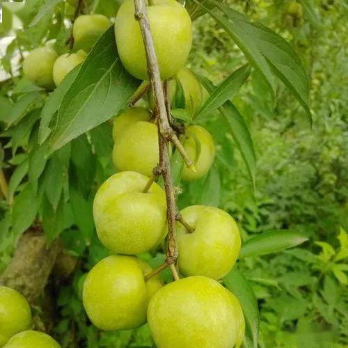 梅塘镇瓜园村李子成熟了大家都来围观