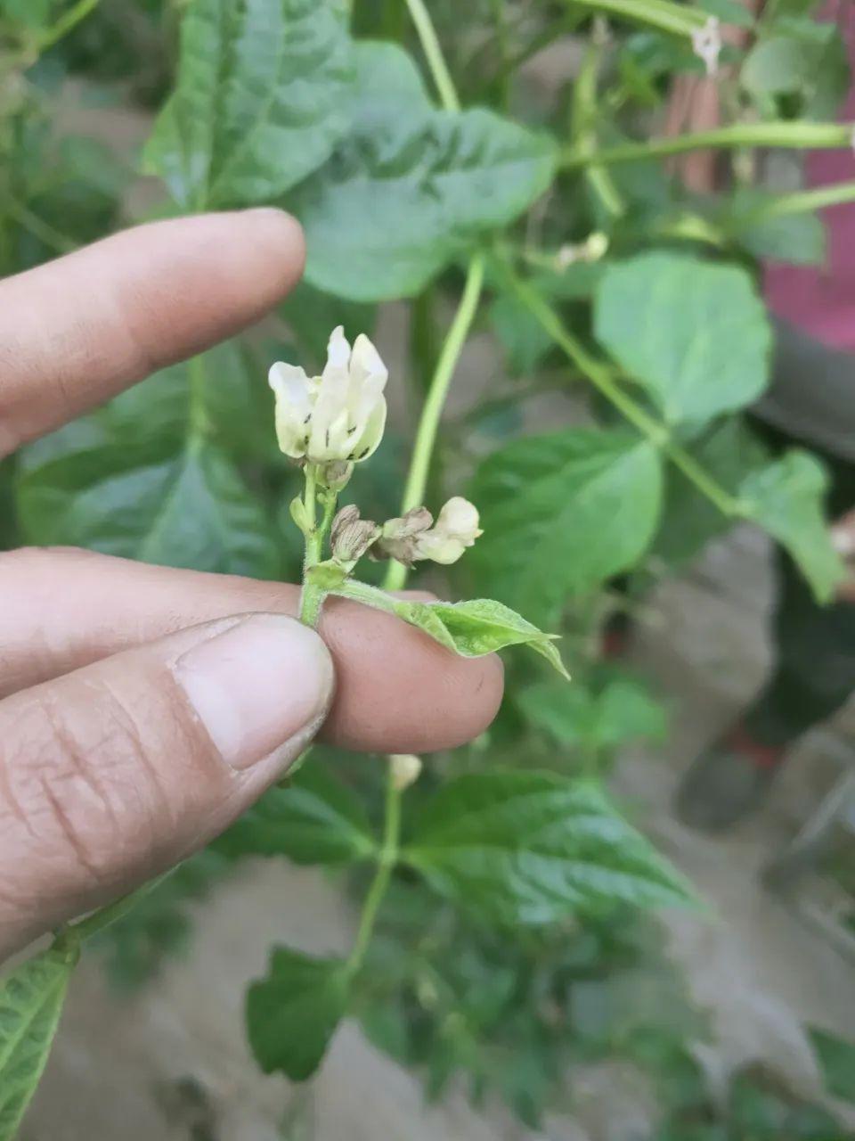 鏽病,薊馬危害傻傻分不清,切勿混淆錯過防治時間!_豆角