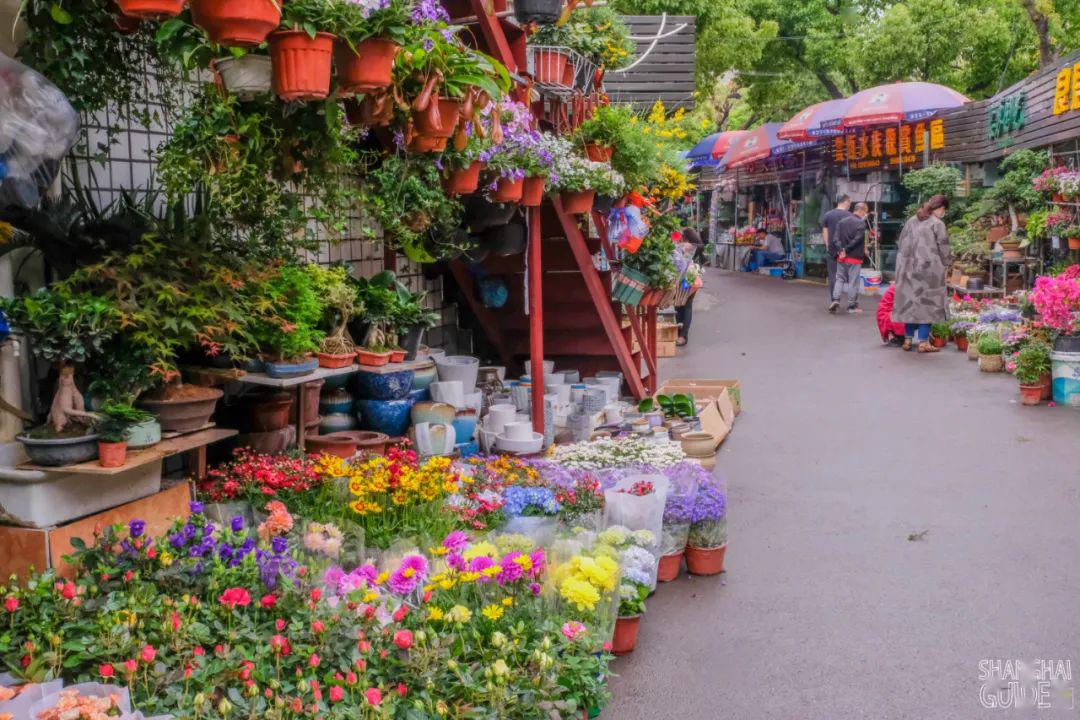 上海双季花卉市场图片