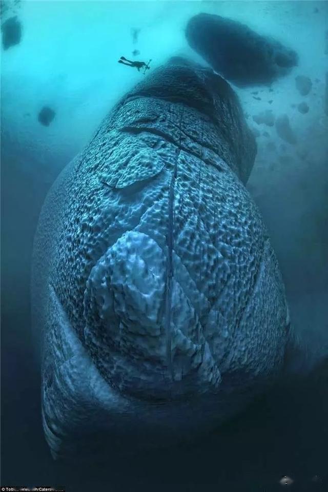 海底生物真实 恐怖图片