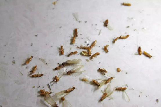 水蚁幼虫图片