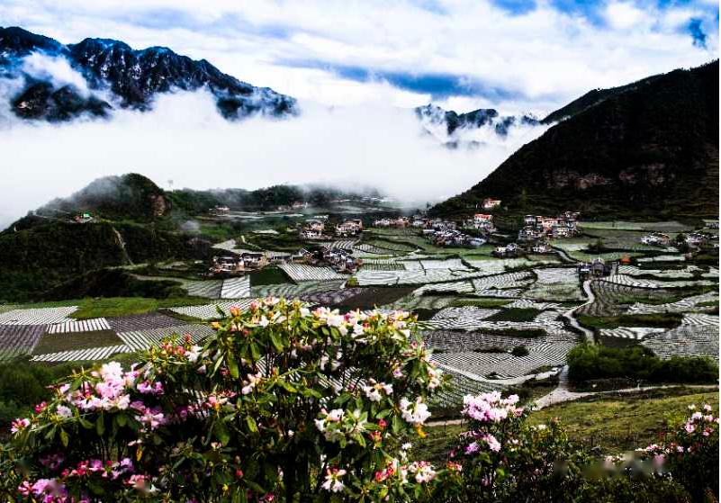 打卡金川云盘村杜鹃花环抱的村庄