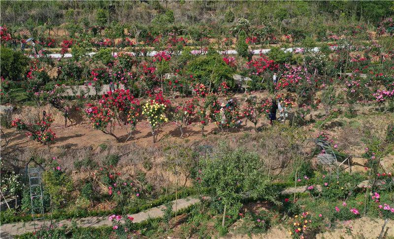 位于安宁温泉街道安富公路旁的蔷薇庄园创建已有9年,园内种植的古桩