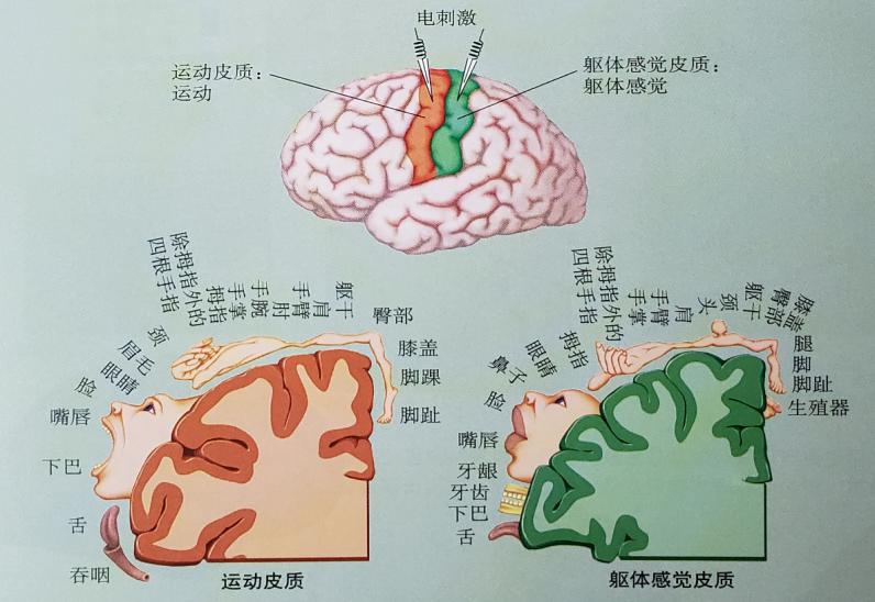 初级感觉皮层和初级运动皮层紧密相连,在功能上密不可分