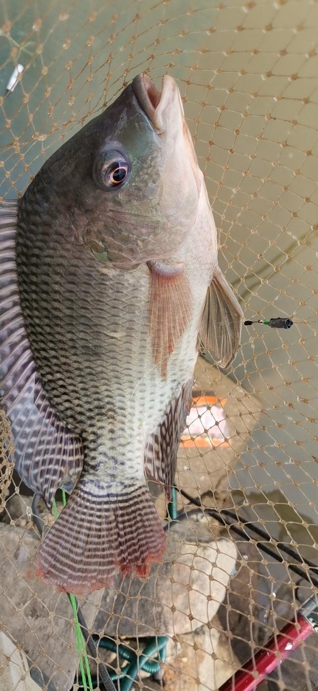 一个比较好用的咸淡水罗非饵料配方