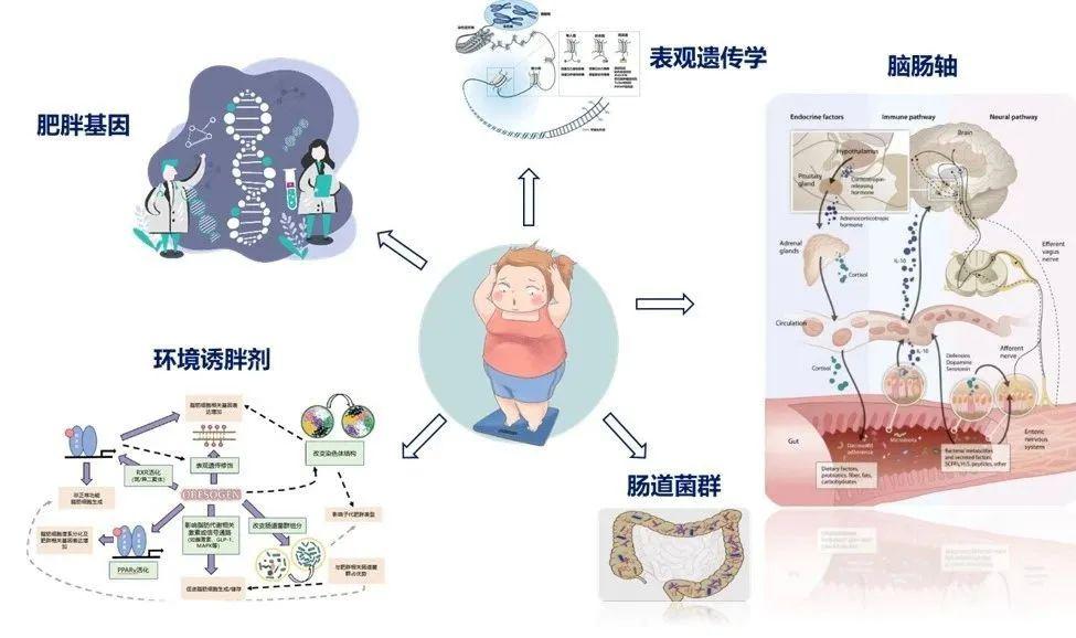 走進肥胖我們因何而胖肥胖的流行病學與發病機制