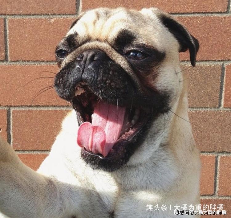 9张狗狗的有趣自拍照,没开磨皮和瘦脸,狗狗们就是这么自信_生活