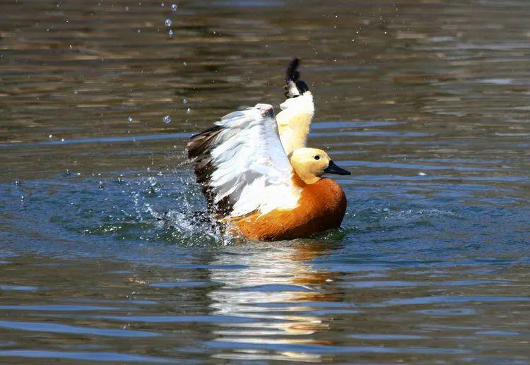 春风吹开了冰封的大地,送来了花红柳绿的春天,送来了"摄影人"创作的