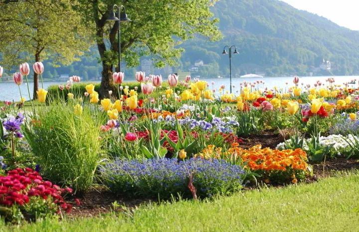 球根花卉种植搭配攻略