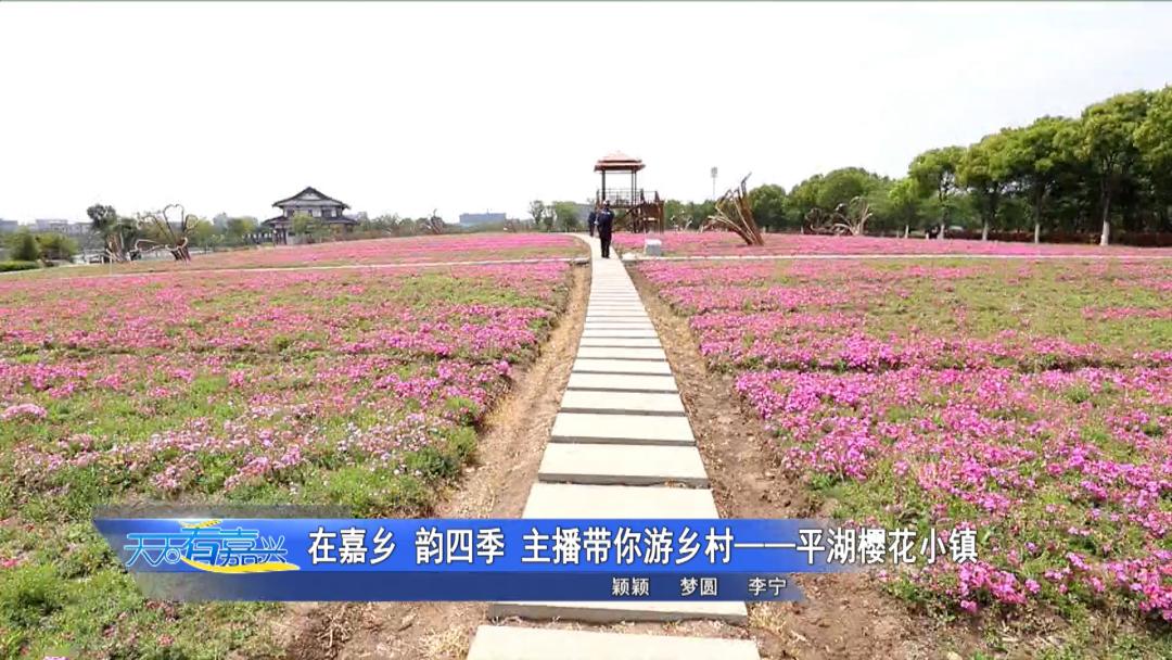 在嘉鄉 韻四季 主播帶你遊鄉村——平湖櫻花小鎮_鍾埭