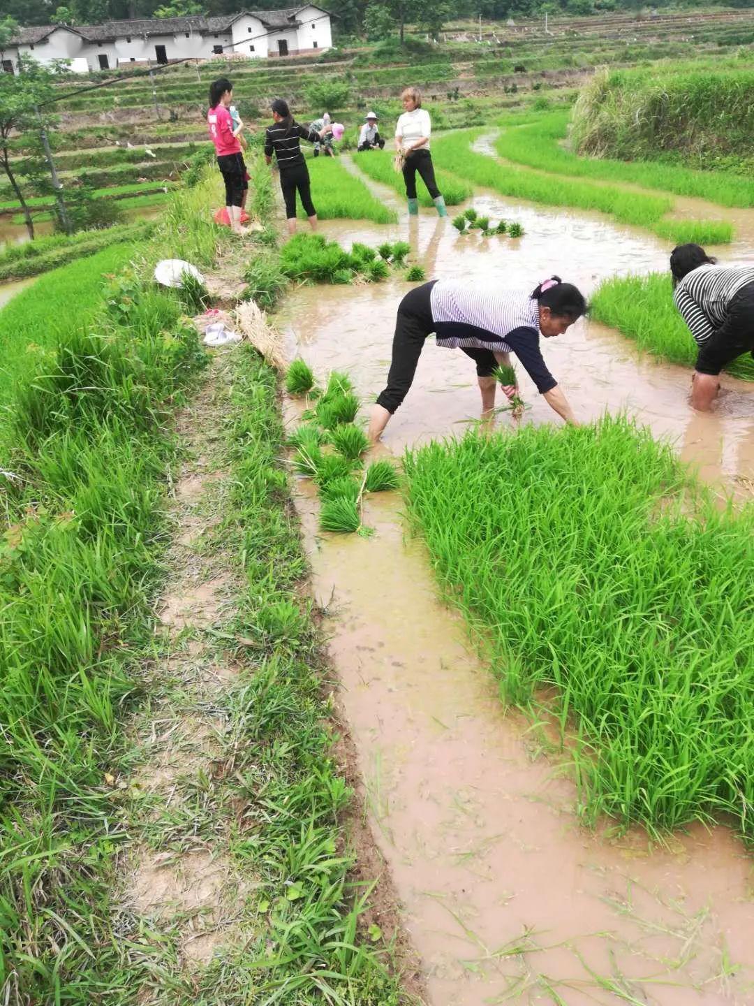 谢坊镇:五一人不闲,春耕忙种田