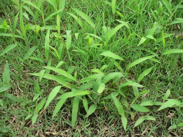 这个药能杀所有杂草,包括芦苇,茅草等恶性杂草,自己在家就能配