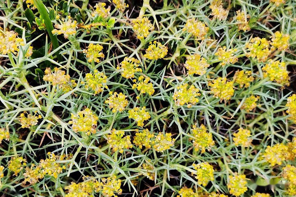 南纬50度巴塔哥尼亚的野趣(上)_草本植物