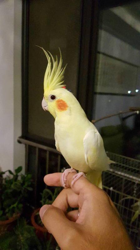 原创养鸟人基础手册之鸟届二哈这鹦鹉到底哪来的收下鹦鹉选择手册