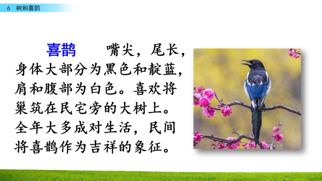 部编版一年级下册第6课树和喜鹊图文讲解知识点梳理