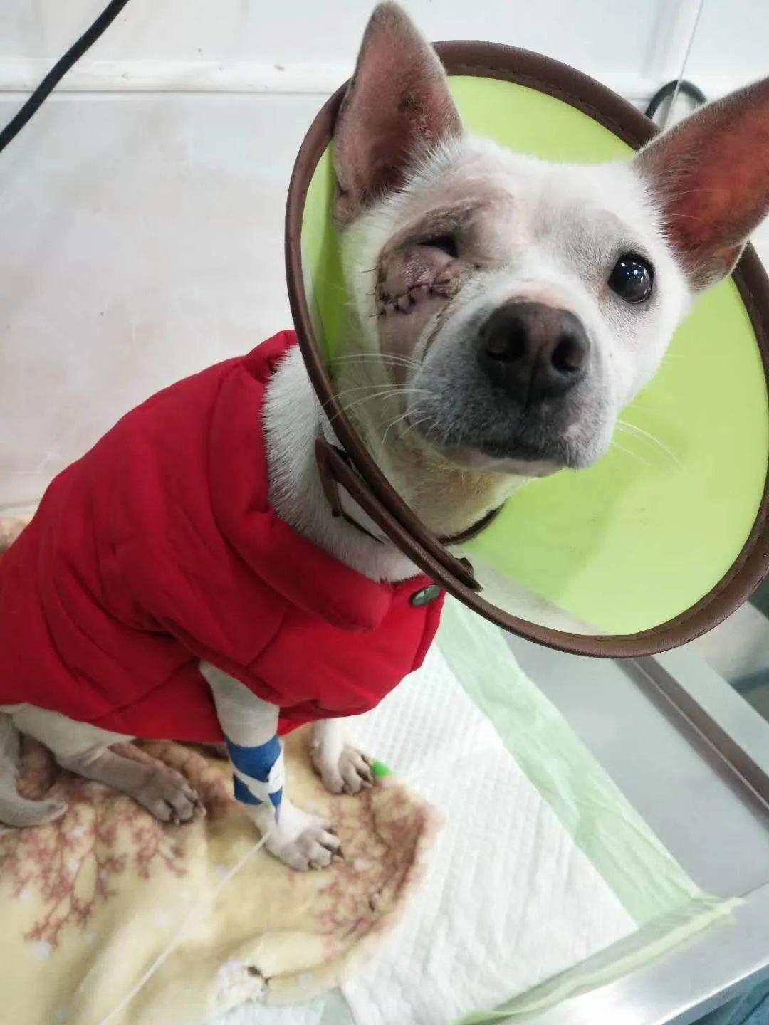 网友收养了一只独眼狗从此命运有了大转变