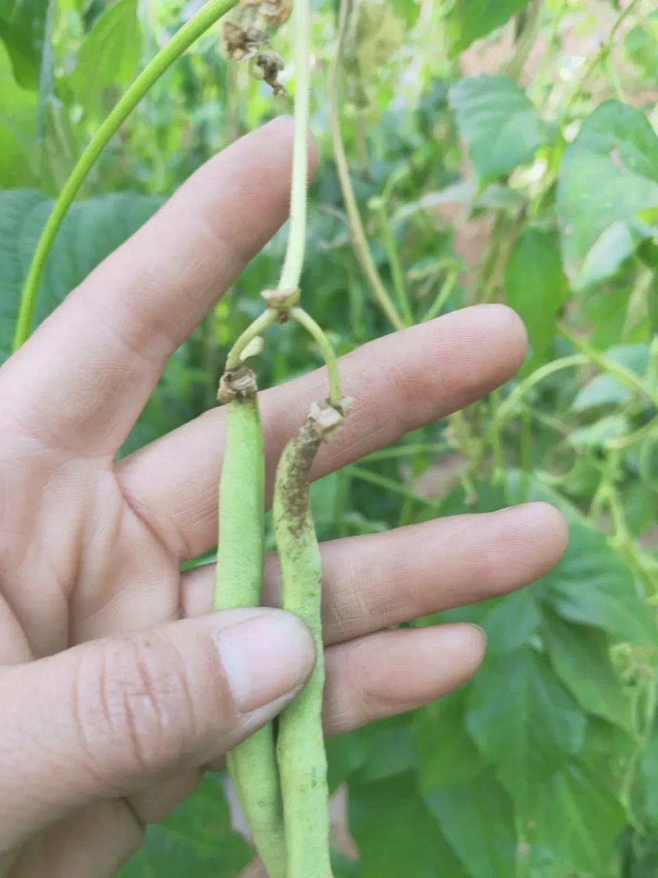 锈病属真菌性病害,用药常规的可用三唑类杀菌剂防治,但是在当地温室