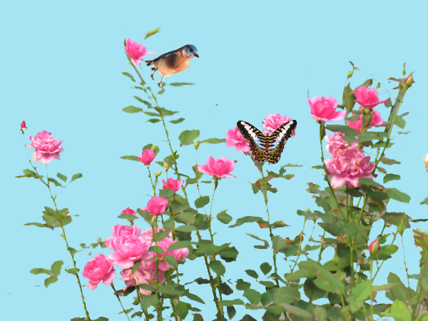 600_450gif 动态图 动图