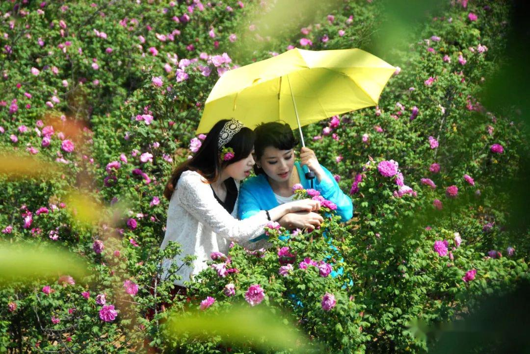 聞花香賞花色玫瑰花海等你來走五月初夏到玫瑰鎮看玫瑰花開成海