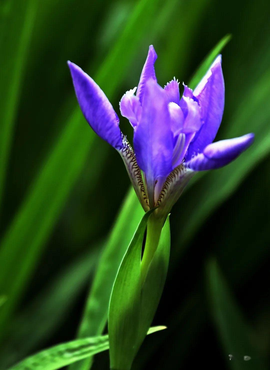 七十二花信立夏一候溪荪得地恣芬芳