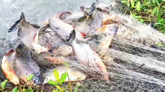 荒废水坑有鱼多农村大哥下去捞一网看看他拉上来收获了多少