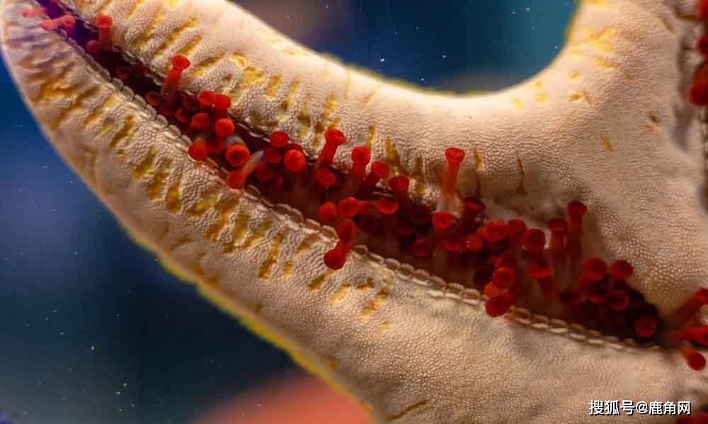 海星是如何使自己的身体移动的