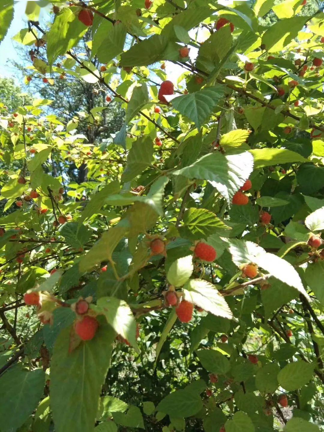 栽秧泡苔图片