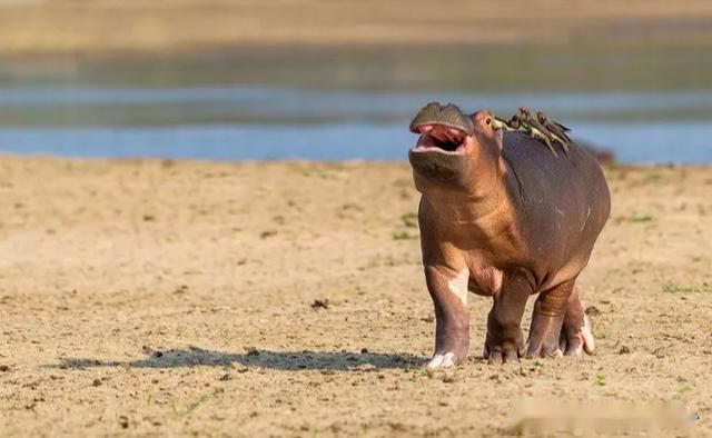 第一次被鸟儿除虫,河马宝宝吓到脸歪:你们想对我做什么!