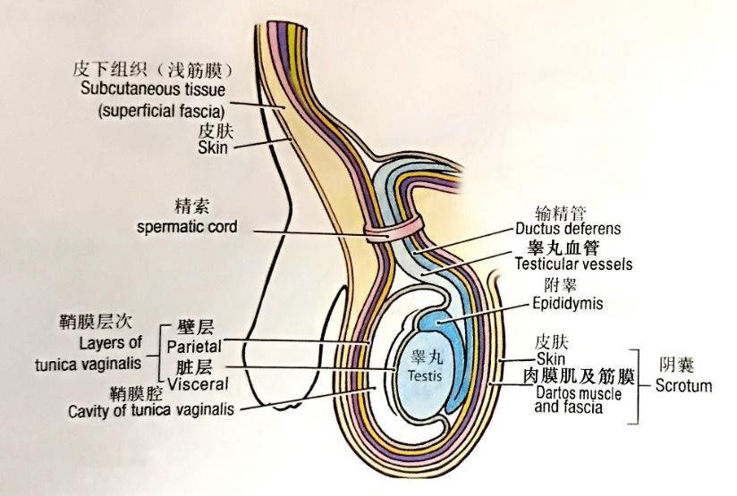 脉针密码经络解剖初探4足厥阴肝经下