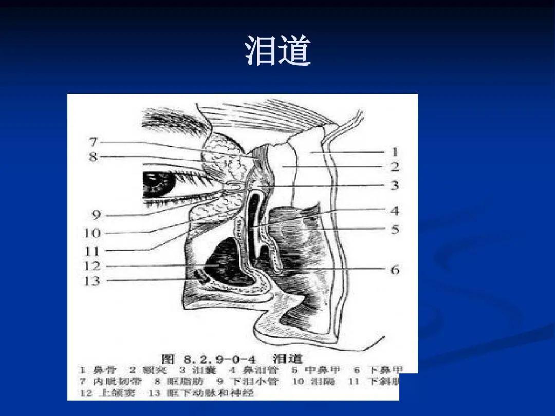 鼻泪管开口处图解图片