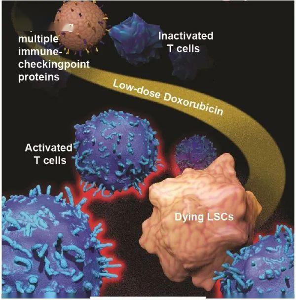 经典化疗药物阿霉素克服肿瘤耐药性!简直是异想天开?