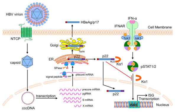 乙型肝炎病毒前核心蛋白p22通过阻断stat核转位拮抗干扰素治疗