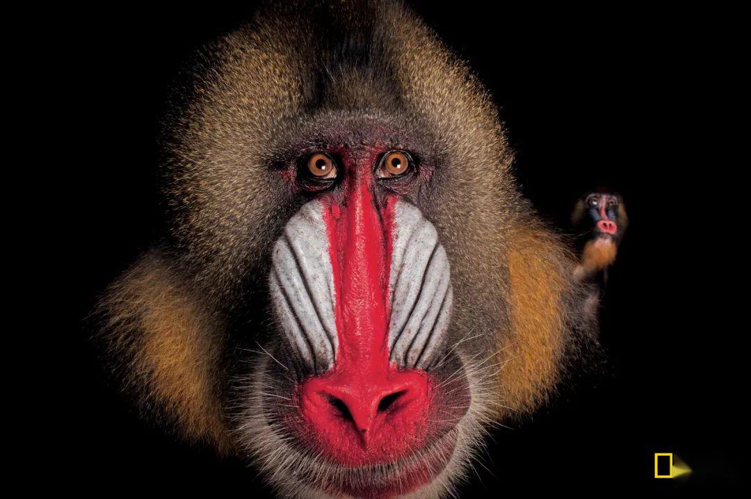 "一只壮硕山魈,一拳打到我脸上.