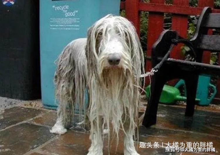 原创15只动物们被淋湿后的囧样不忍直视太过搞笑